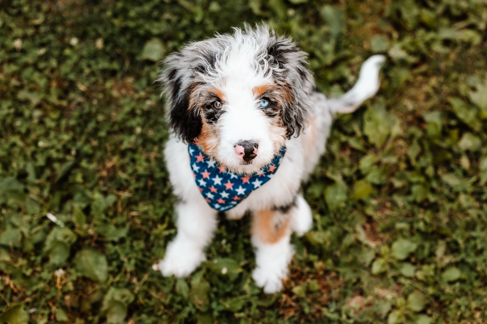 Berndoodle puppy wearing a star bandana