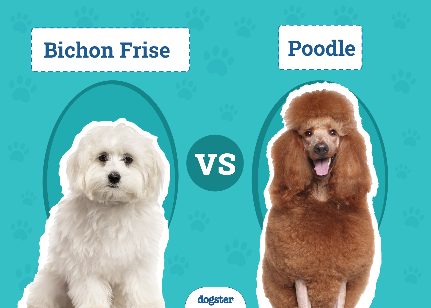 Bichon Frise vs Poodle: The Differences (With Pictures)