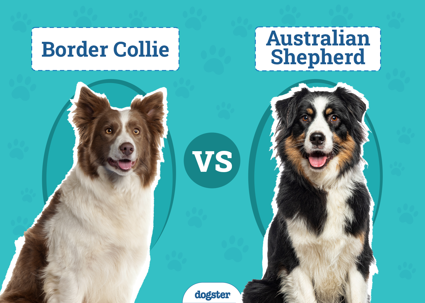 Border Collie vs Australian Shepherd: The Differences (With Pictures)