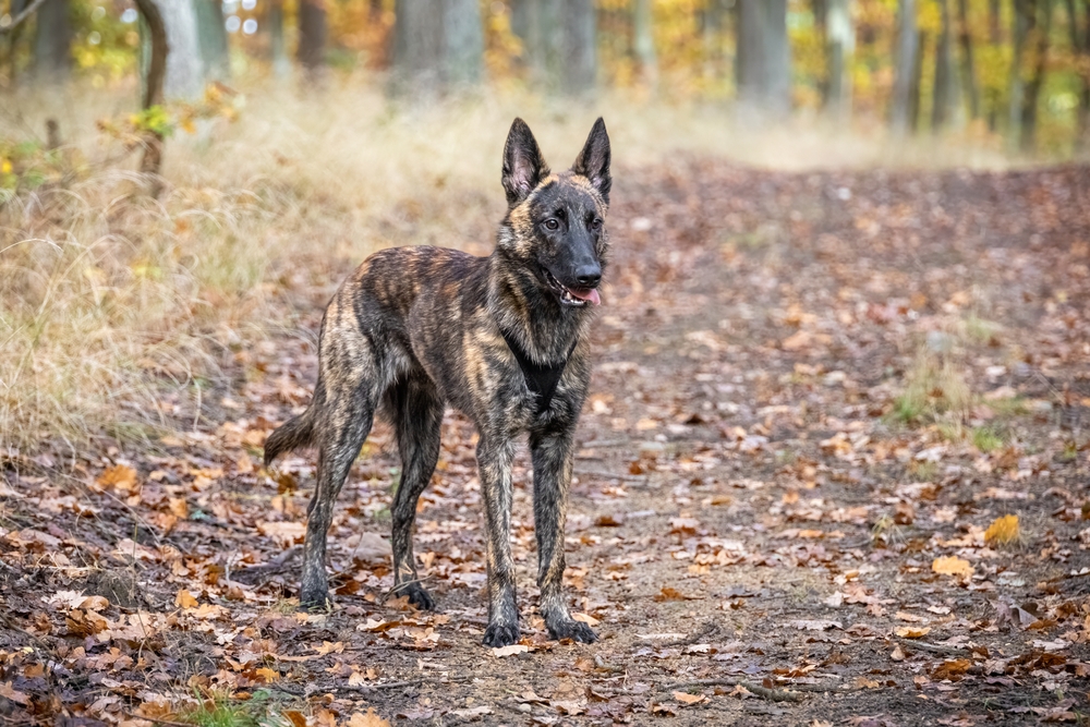 Brindle Dutch Shepherd standing outdoors