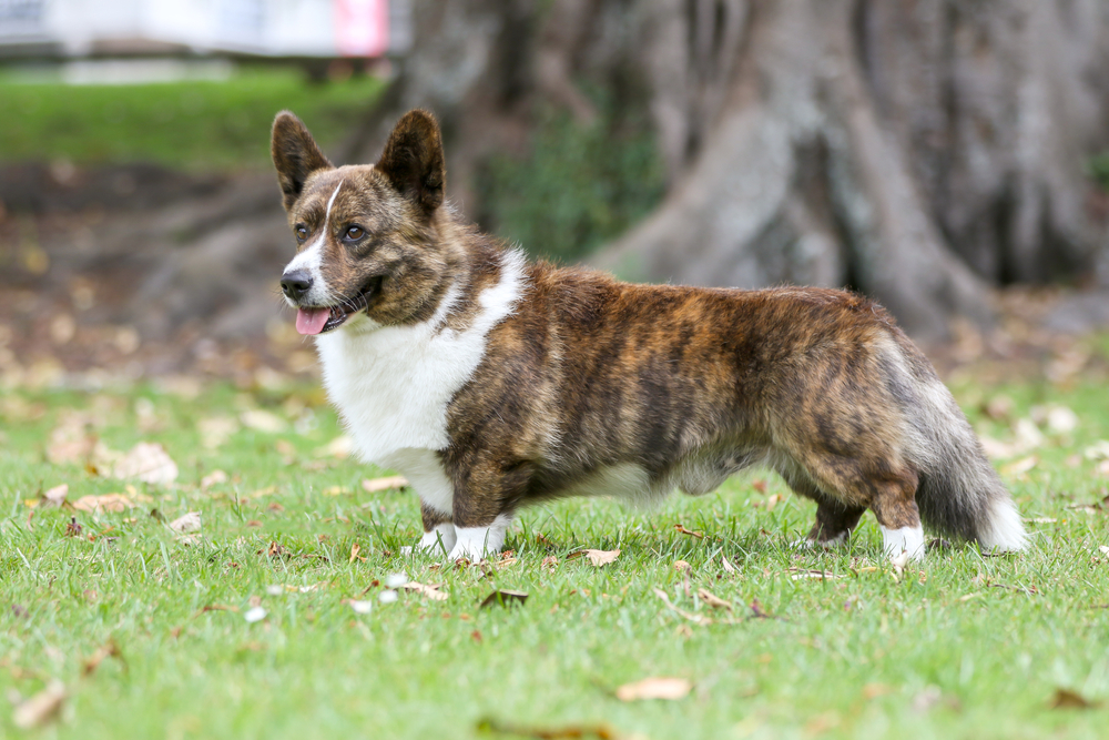 Brindle cardigan welsh corgi standing in the park