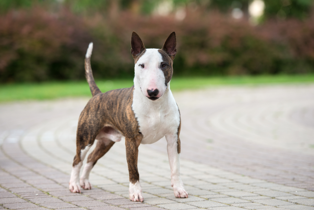 Brindle english bull terrier dog standing outdoors