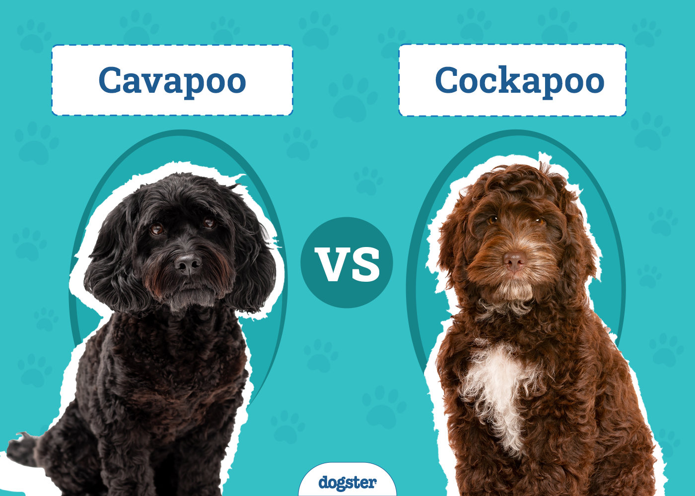 Cavapoo vs Cockapoo: The Differences (With Pictures)