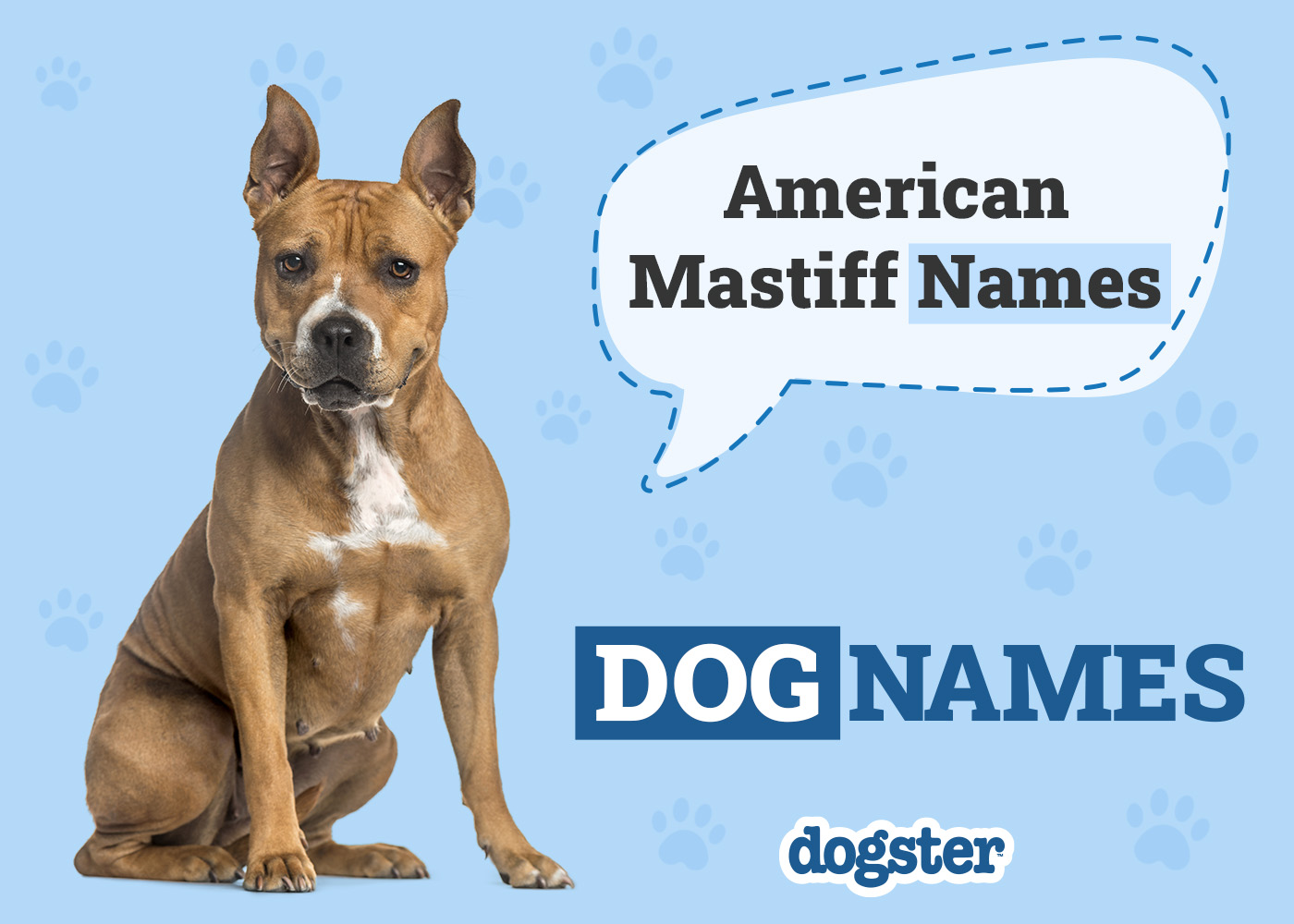 200+ American Mastiff Names: Unique, Classic & Powerful Ideas