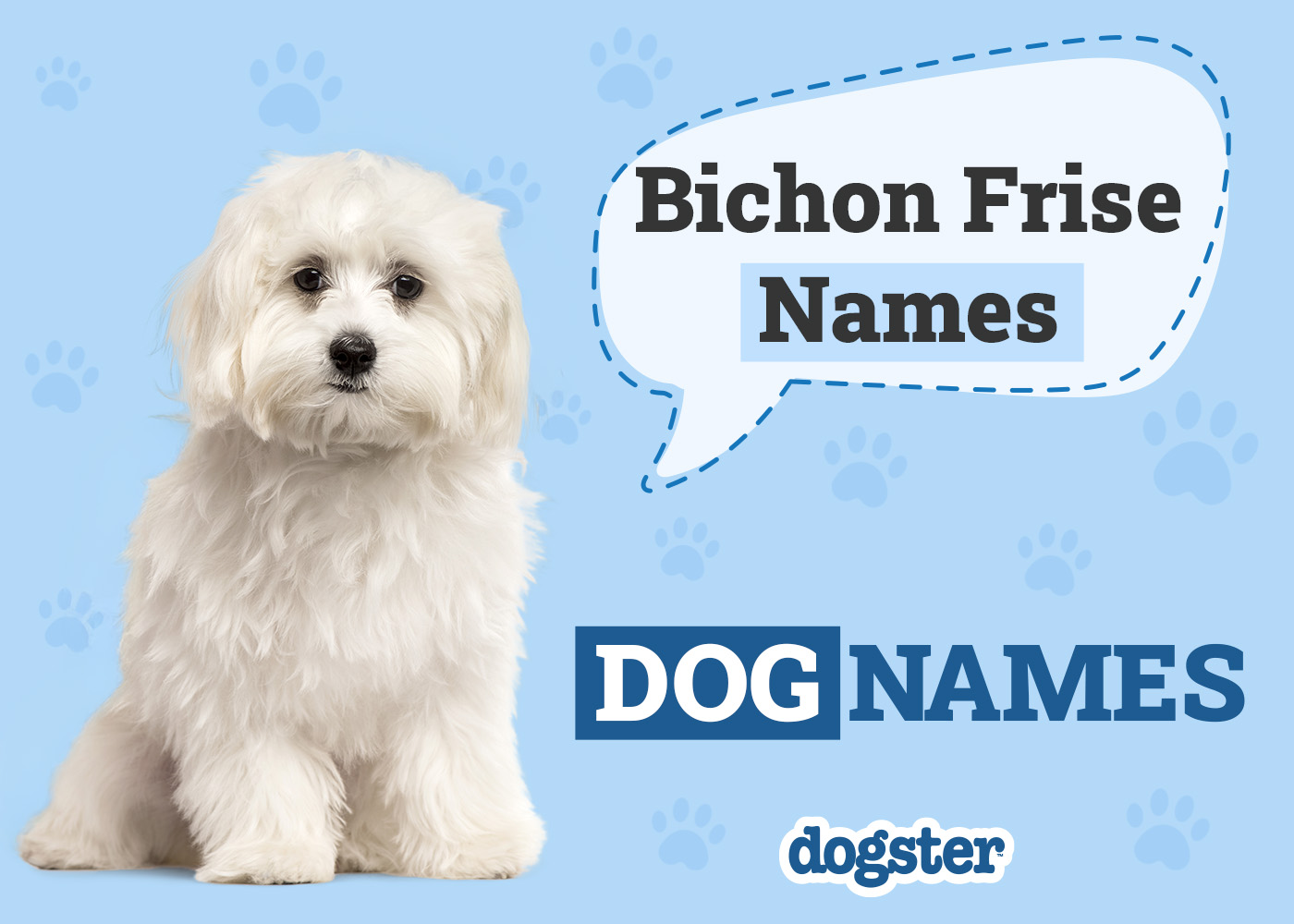 150 Popular & Unique Bichon Frise Names That Could Fit Your Furry Friend