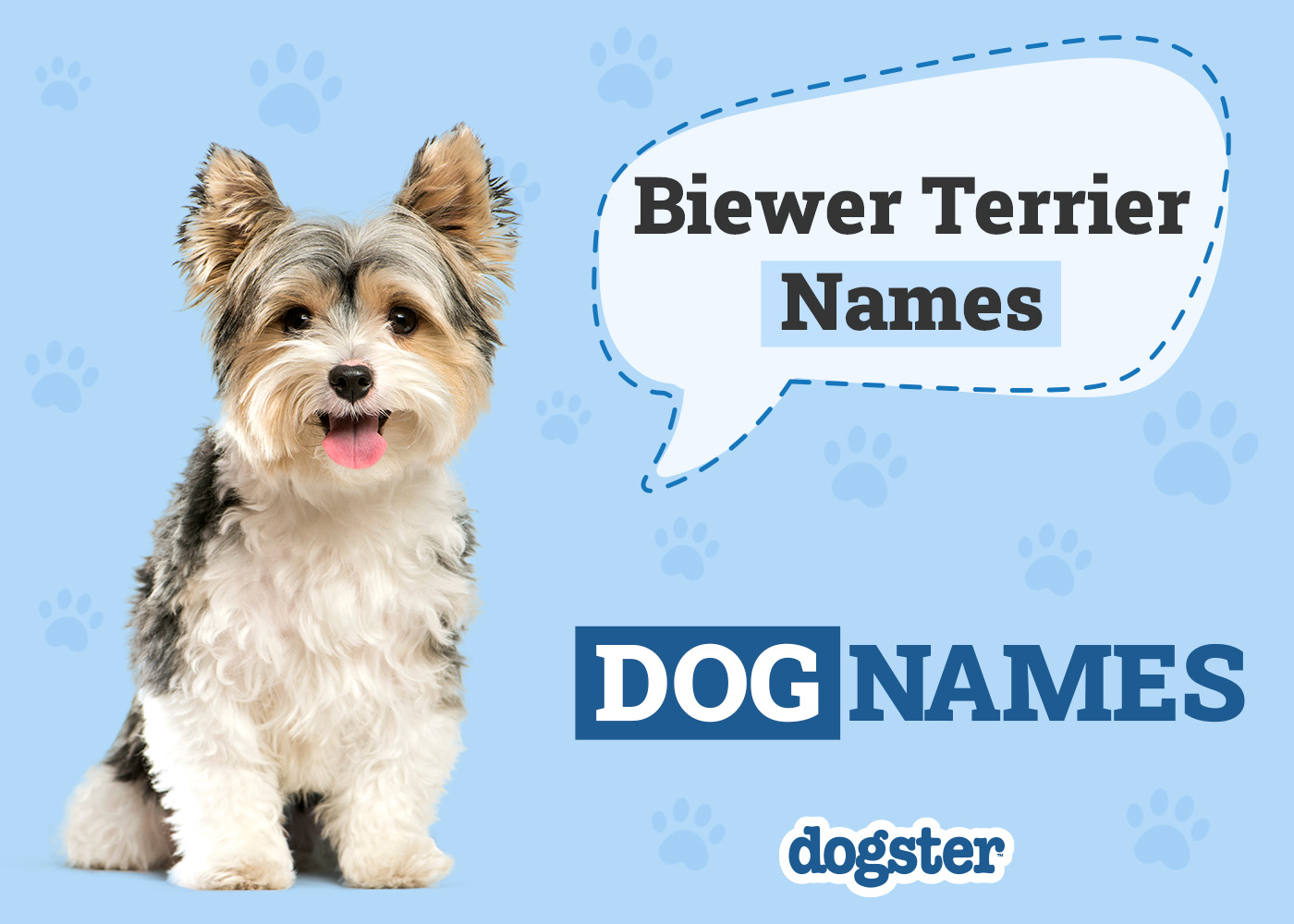 165 Popular & Unique Biewer Terrier Names: Ideas for Petite and Sweet Dogs
