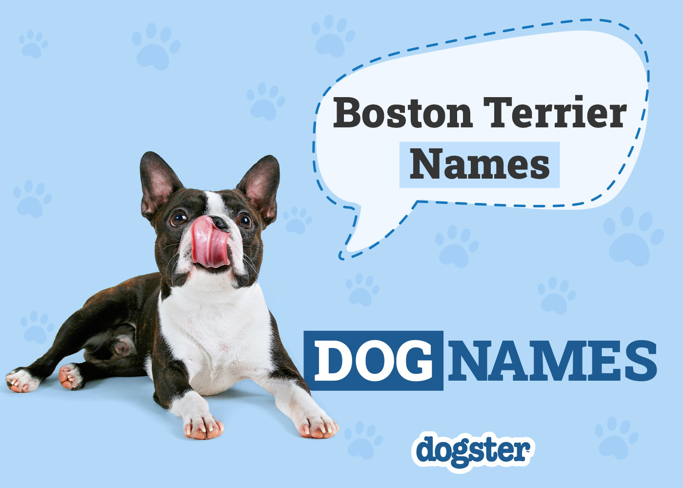 150+ Boston Terrier Names: Unique and Popular Male & Female Ideas