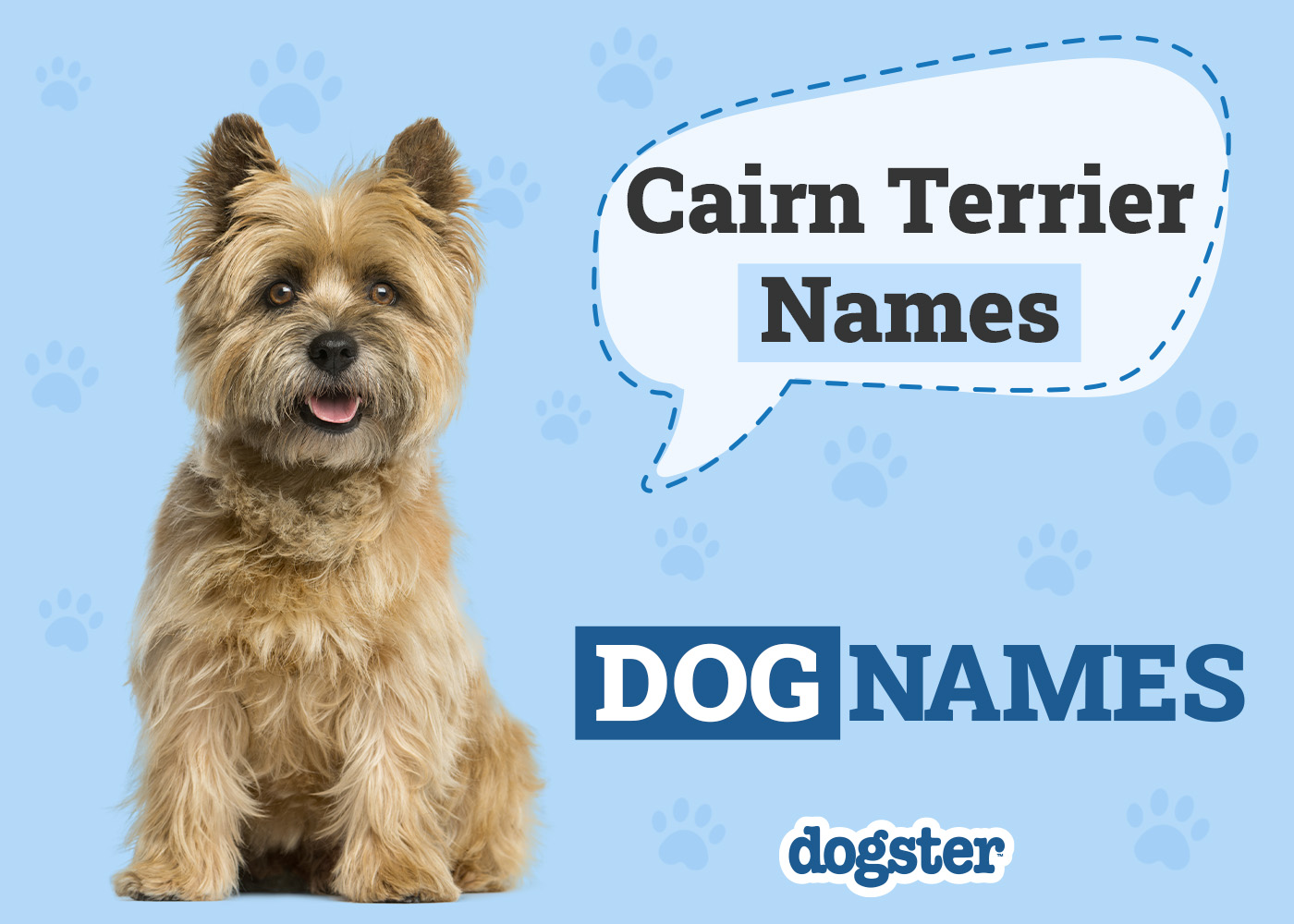 200+ Popular & Unique Cairn Terrier Names
