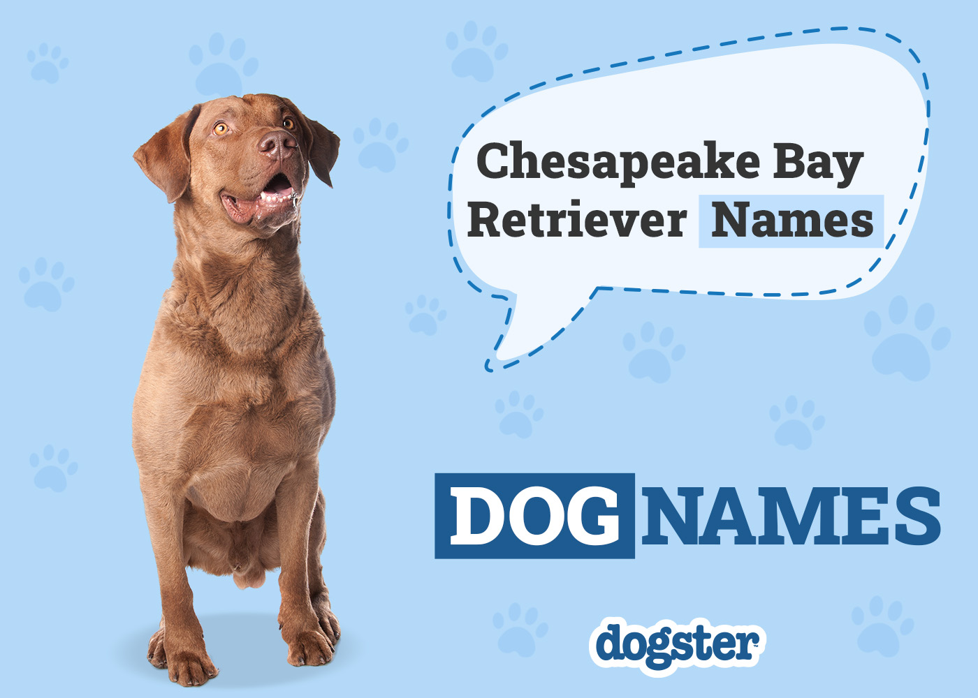 130+ Chesapeake Bay Retriever Names: Ideas for Resilient Hunting Dogs