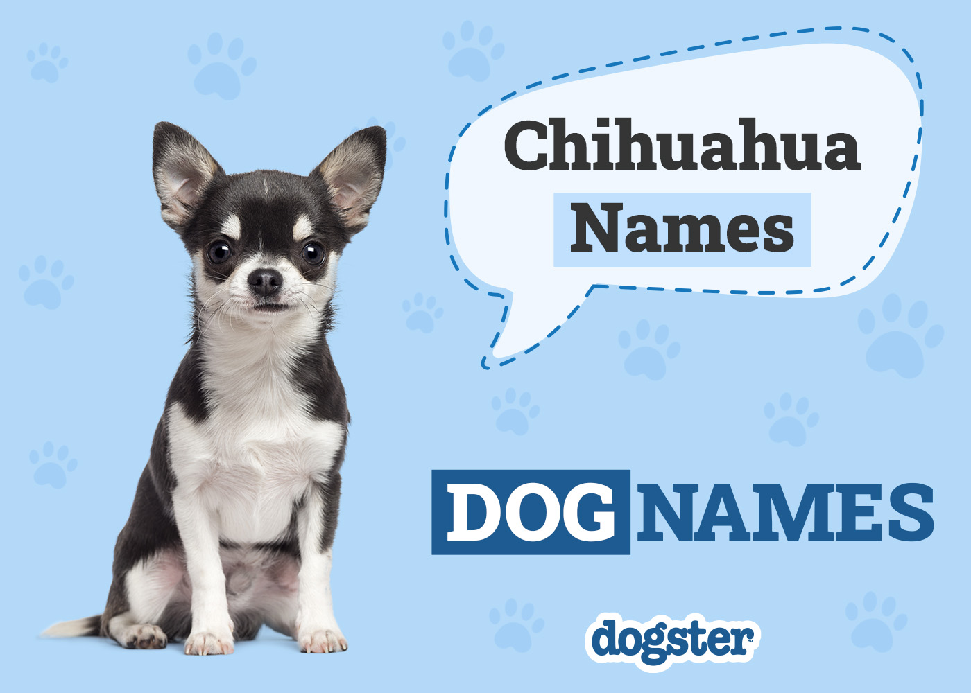 150+ Chihuahua Dog Names: Cute & Popular Ideas 2026