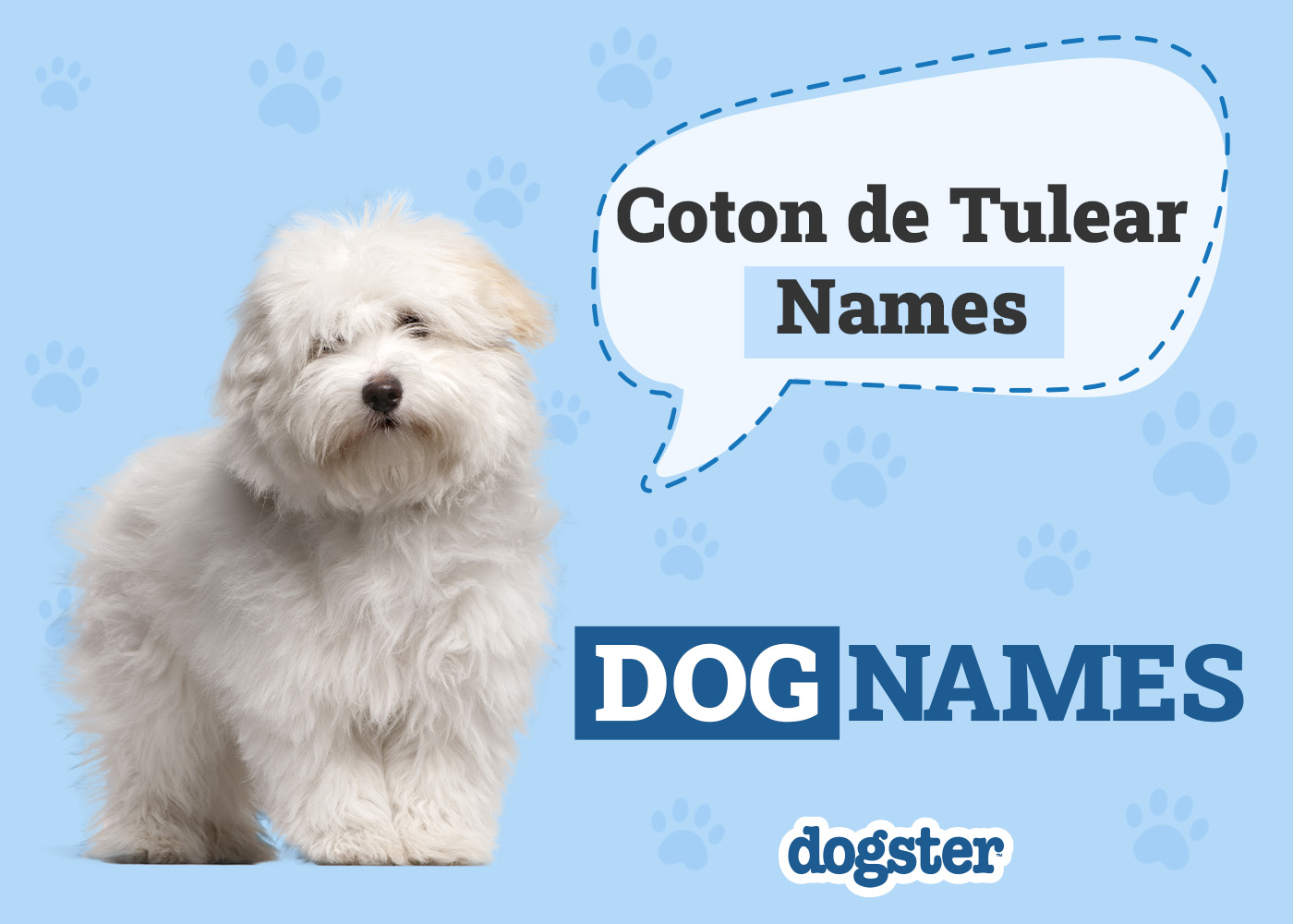 120 Popular Coton de Tulear Dog Names: Unique Ideas for Fluffy Pups