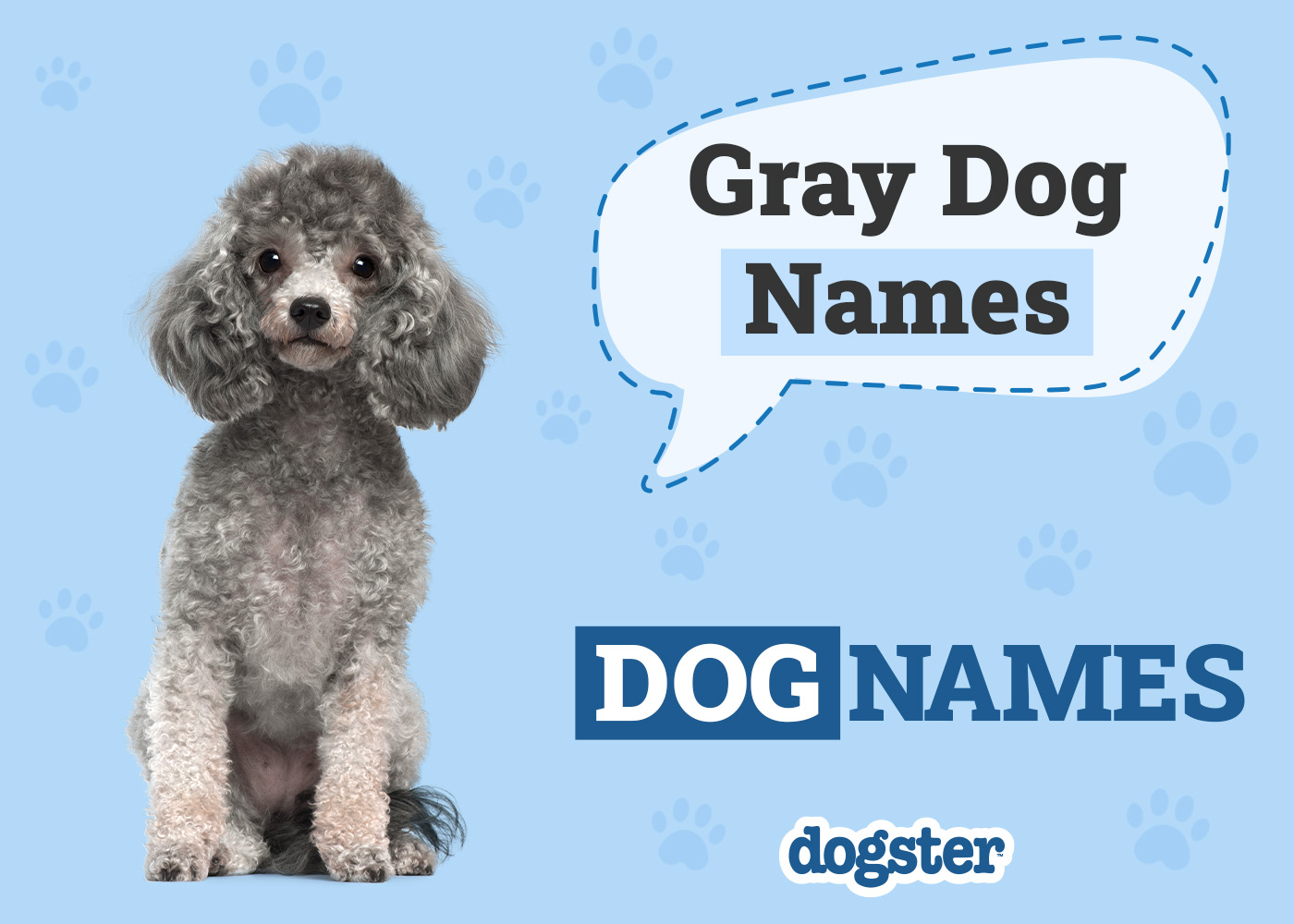 180+ Gray Dog Names: The List of Unique, Colorful, & Popular Ideas