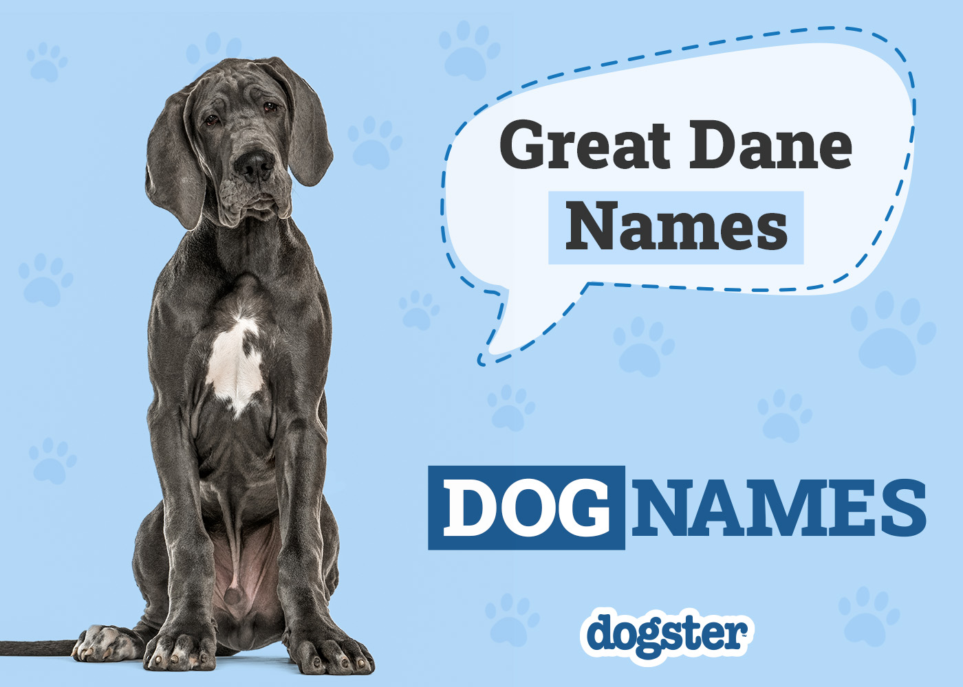 150+ Great Dane Names: The Most Popular Picks in 2026