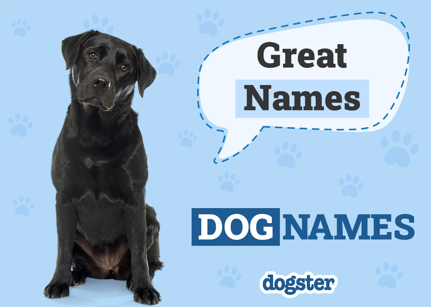 150+ Great Dog Names: Popular & Top Ranked Names in 2026