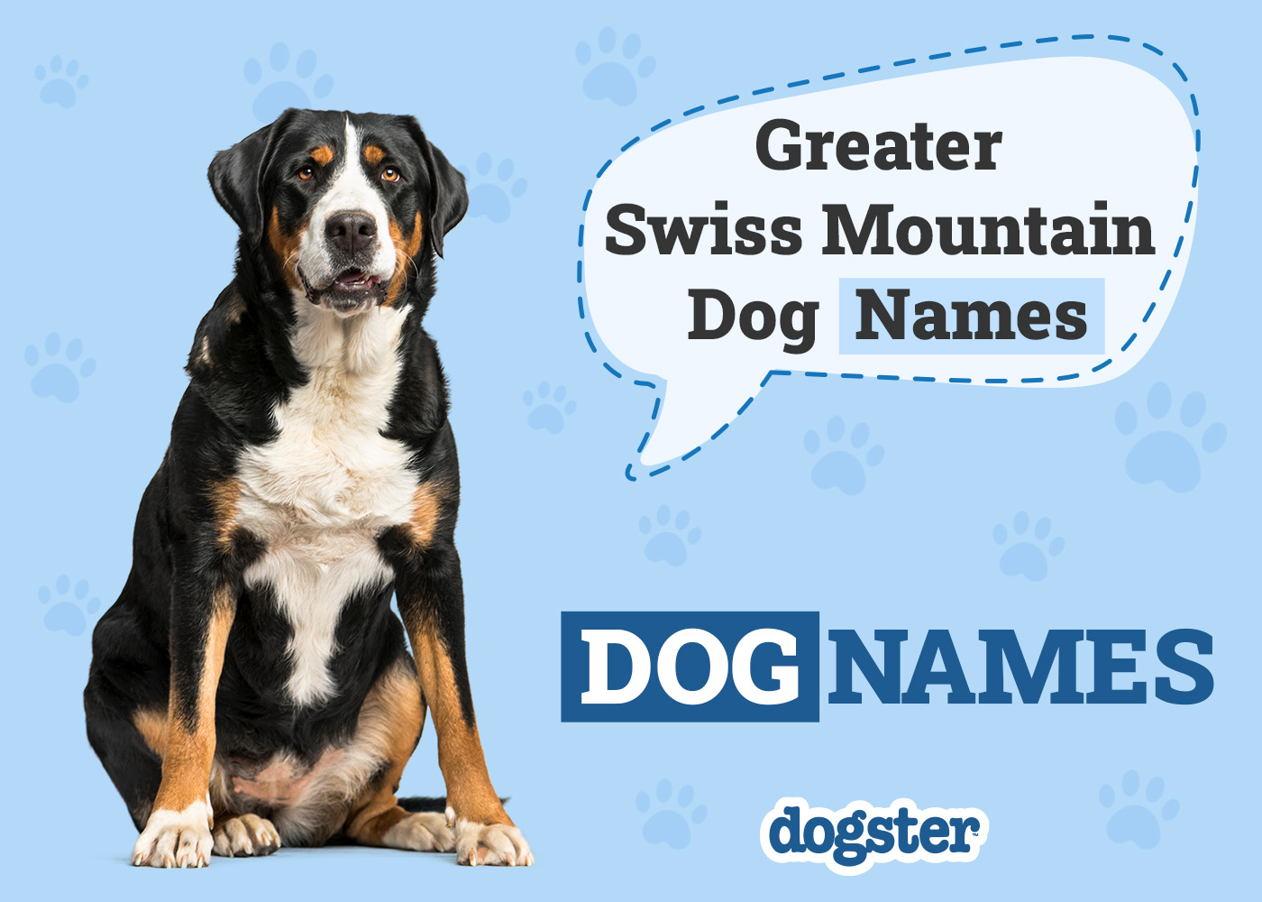 60+ Popular & Unique Greater Swiss Mountain Dog Names