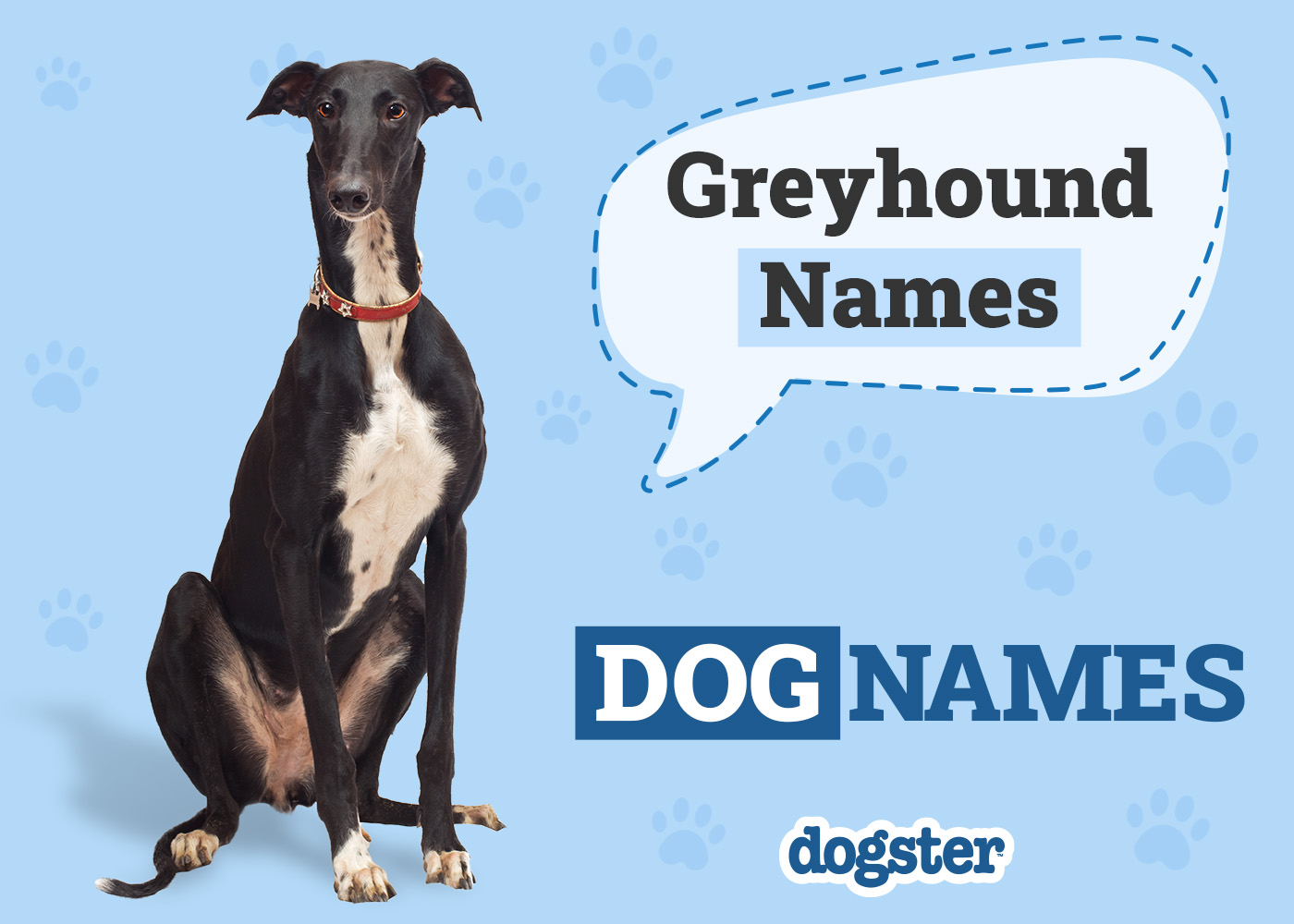 270 Popular & Unique Greyhound Names: Ideas for Sleek & Fast Dogs