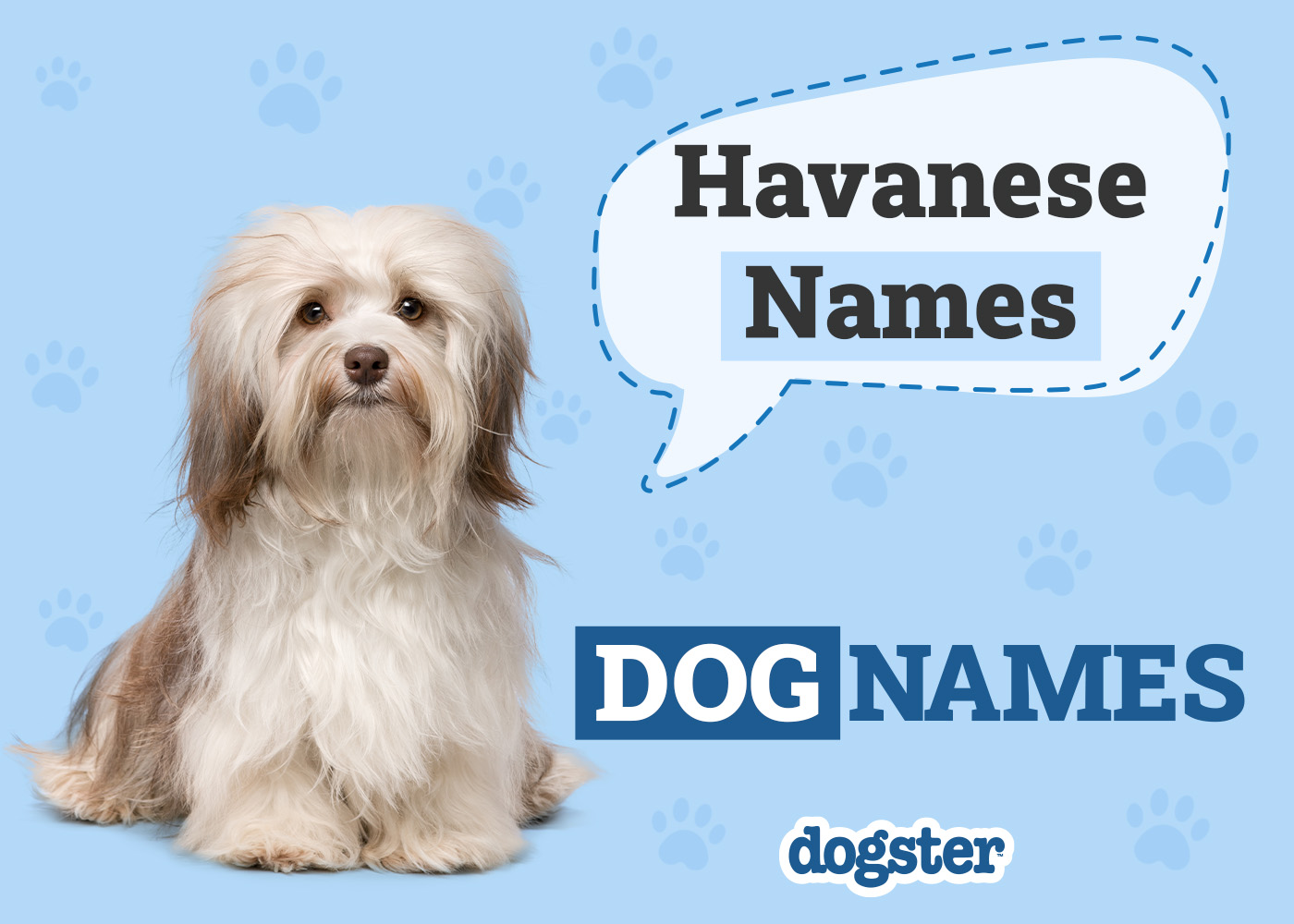 150+ Havanese Names: The Best & Most Popular in 2026