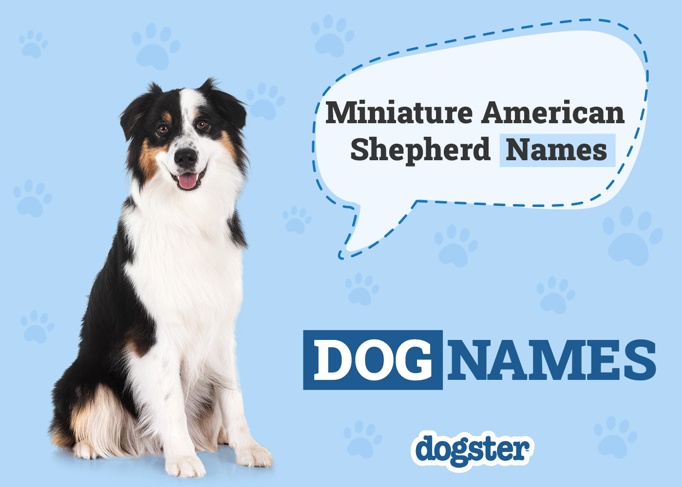 324+ Popular & Unique Miniature American Shepherd Names