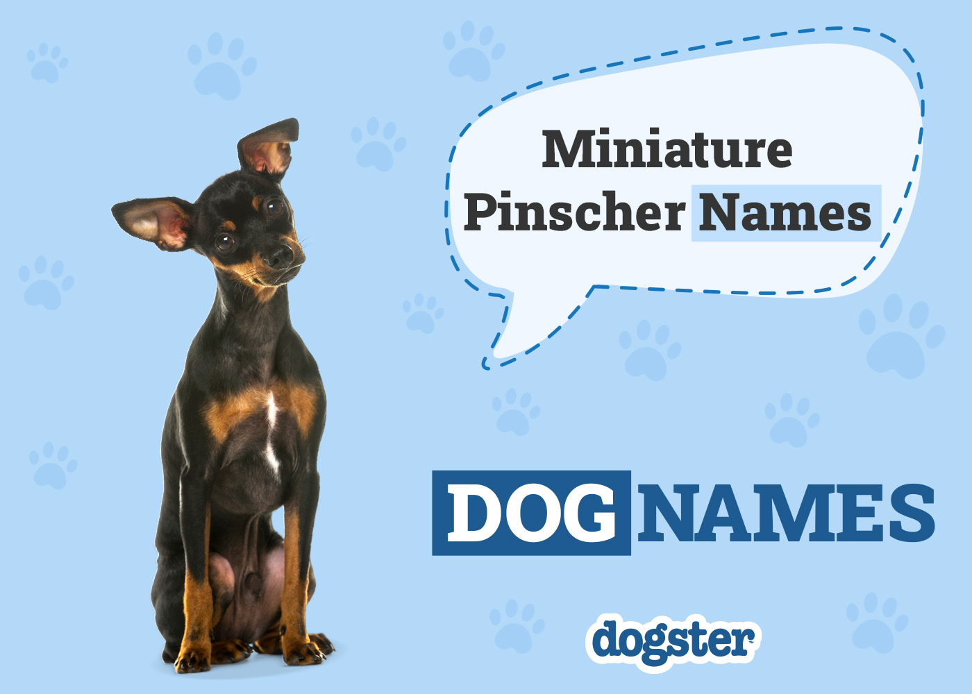 200+ Popular & Unique Miniature Pinscher Names