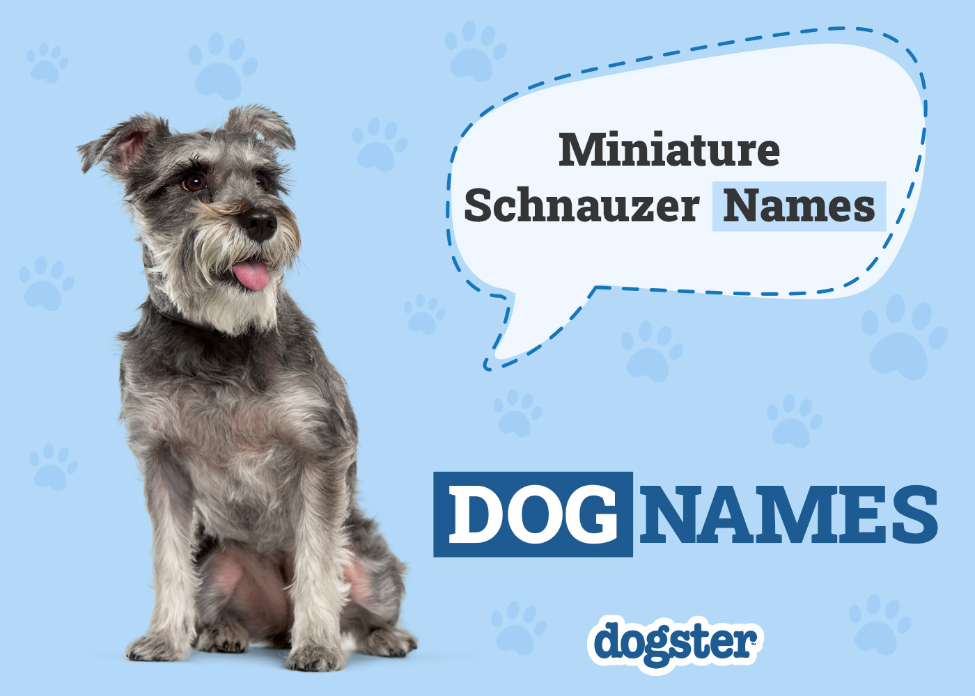 400+ Miniature Schnauzer Names: Ideas for Petite & Sophisticated Dogs