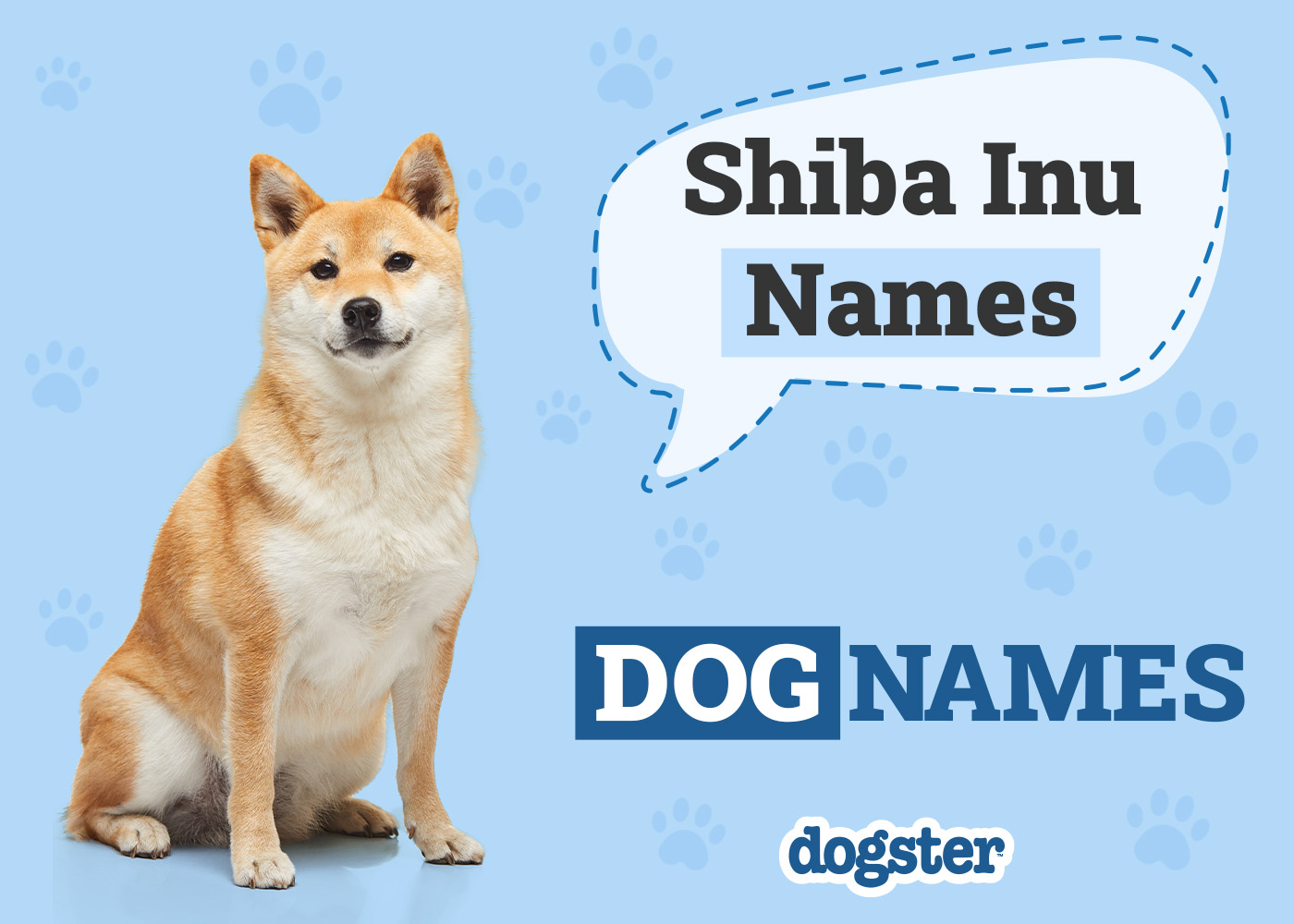 140+ Popular & Unique Shiba Inu Names for Your Foxy Pup