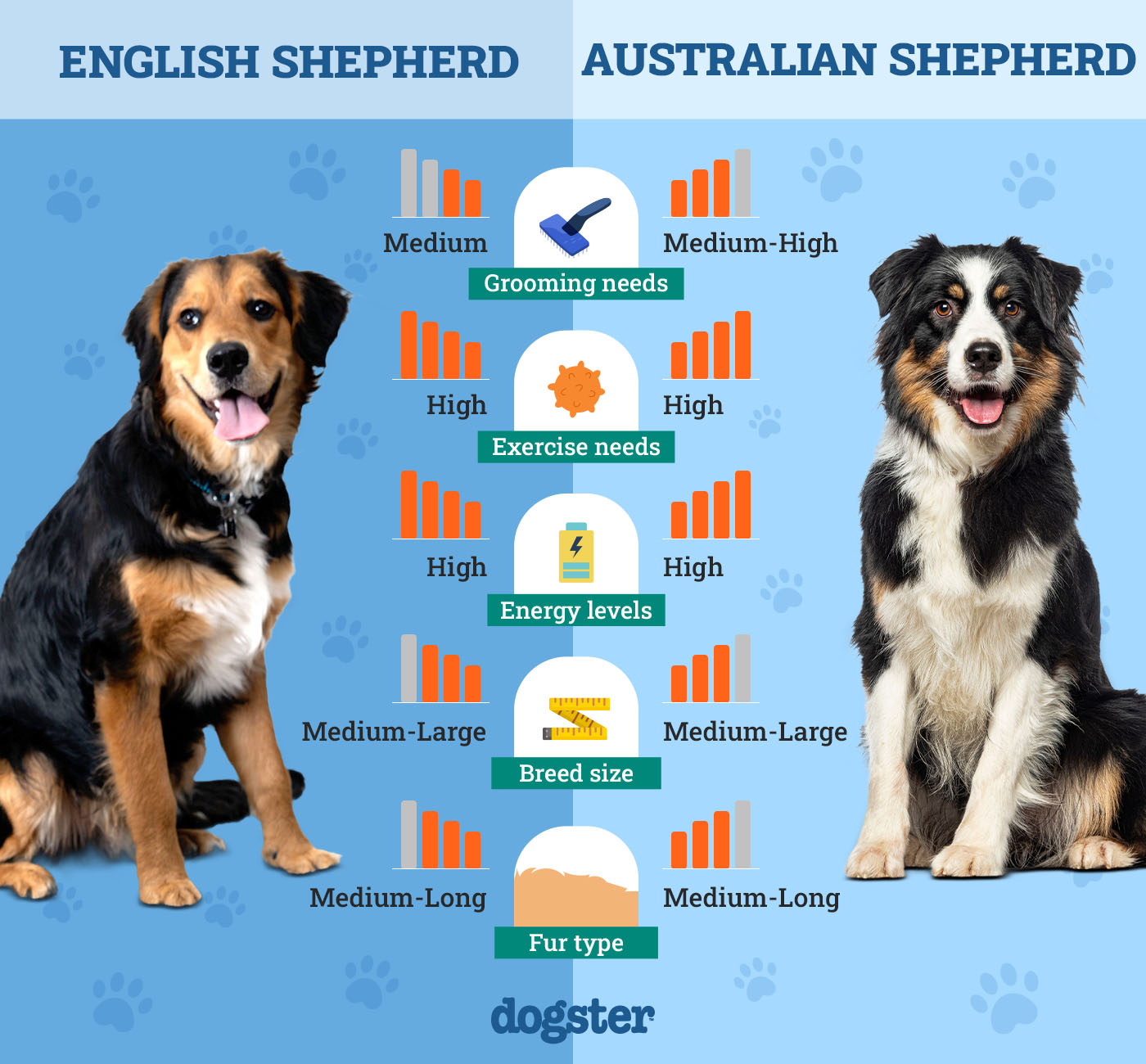 Dogster_Side by Side Comparison_ English Shepherd vs Australian Shepherd