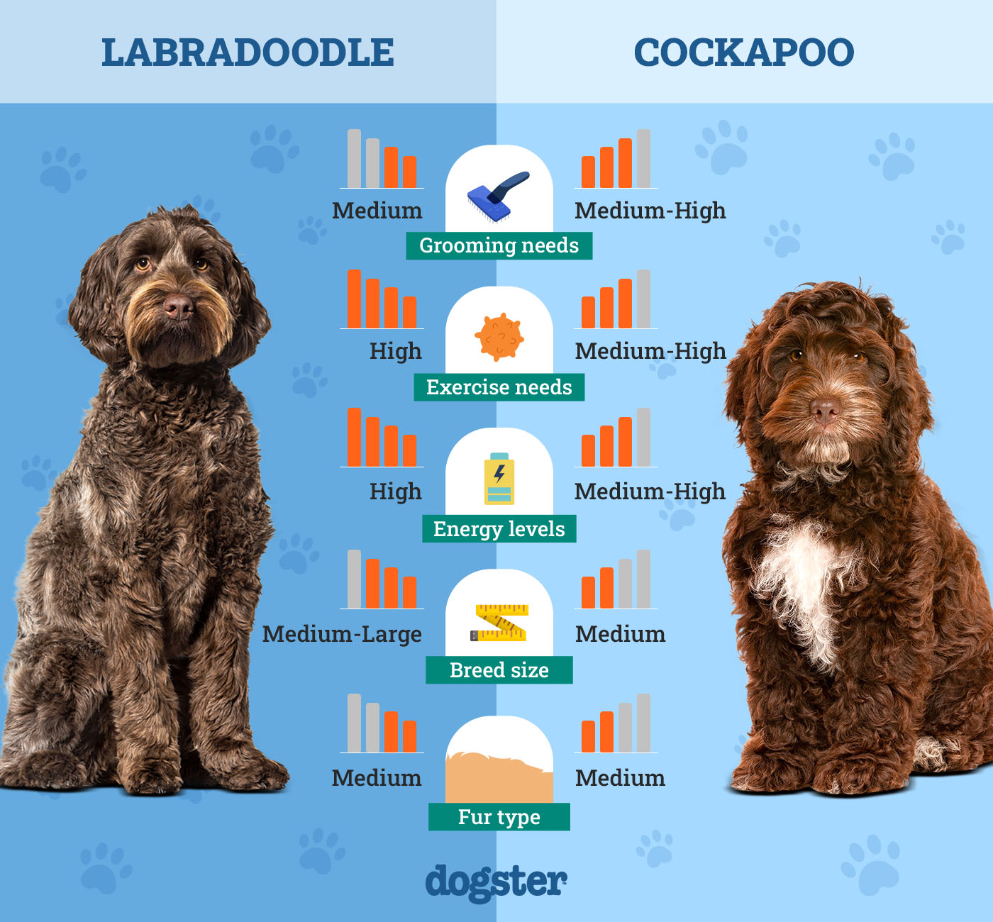 Dogster_Side by Side Comparison_ Labradoodle vs Cockapoo