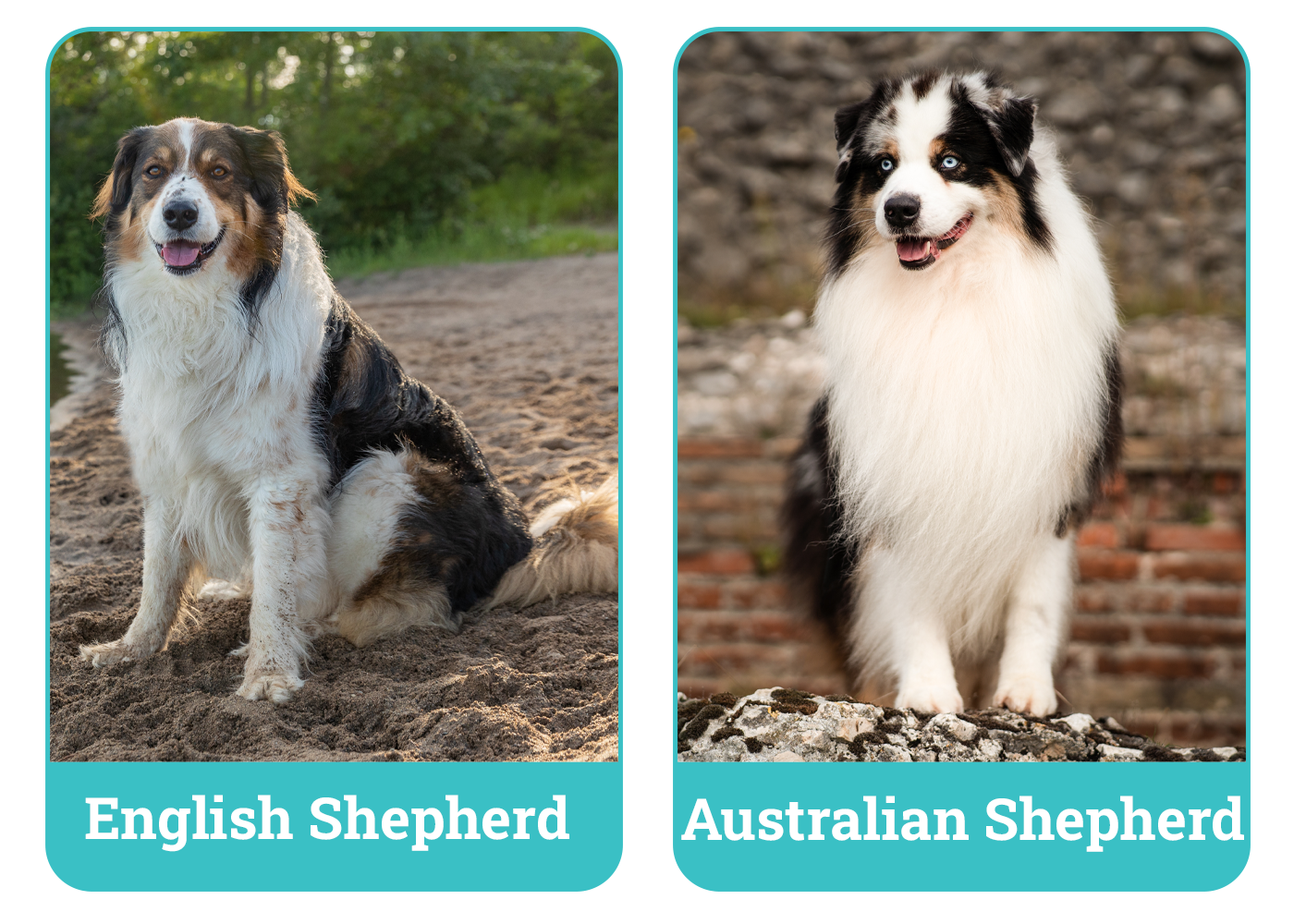 English vs Australian Shepherd
