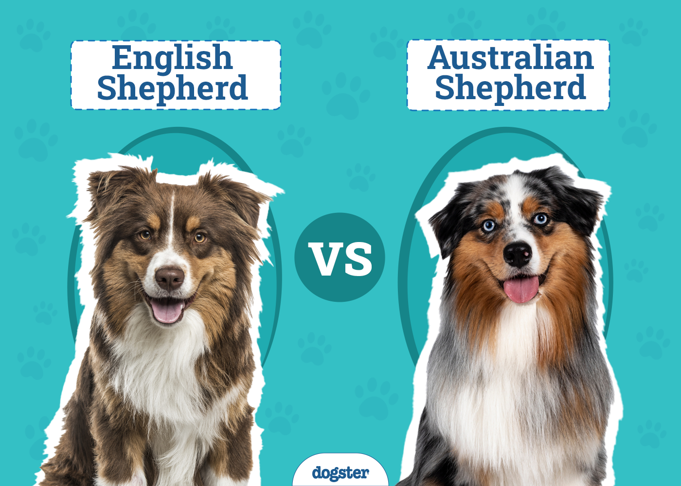 English vs Australian Shepherd: The Differences (With Pictures)