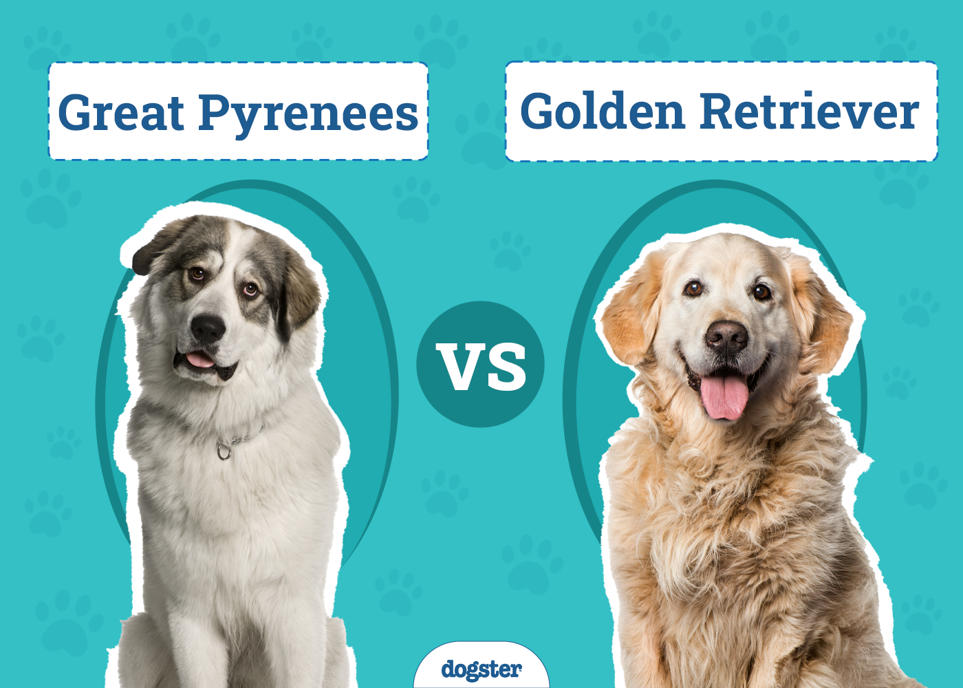Great Pyrenees vs Golden Retriever: Key Diffenences Explained (With Pictures)