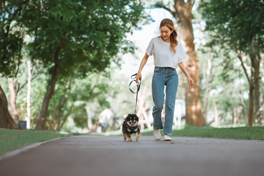 Owner walking with dog together in park outdoors