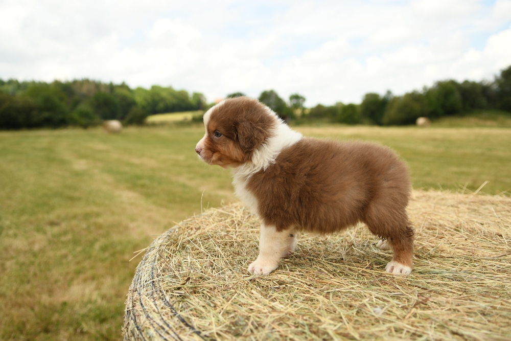 Are Puppies Born With Worms? Vet-Verified Signs, Treatment & Prevention