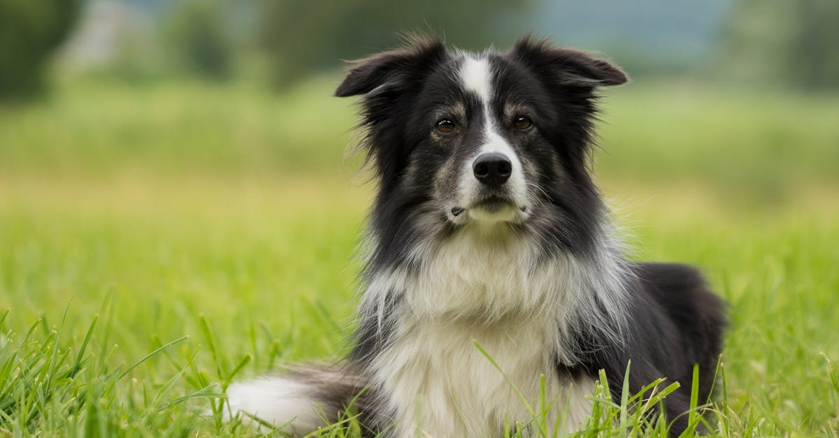 Black and White Australian Shepherd: Info, Pictures, Origin & History
