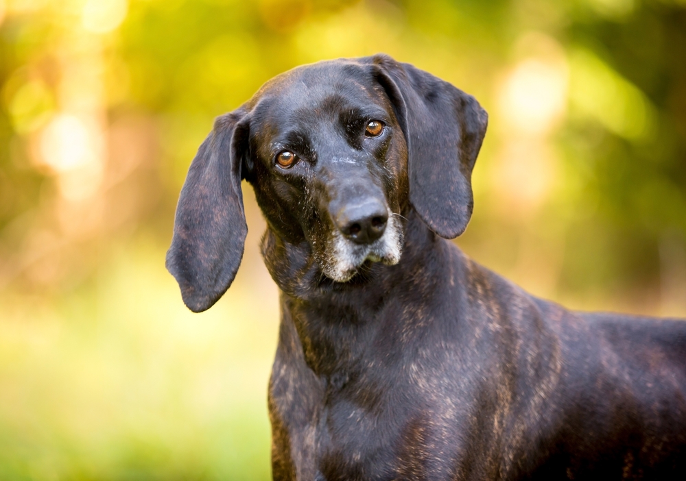 brindle Plott Hound dog