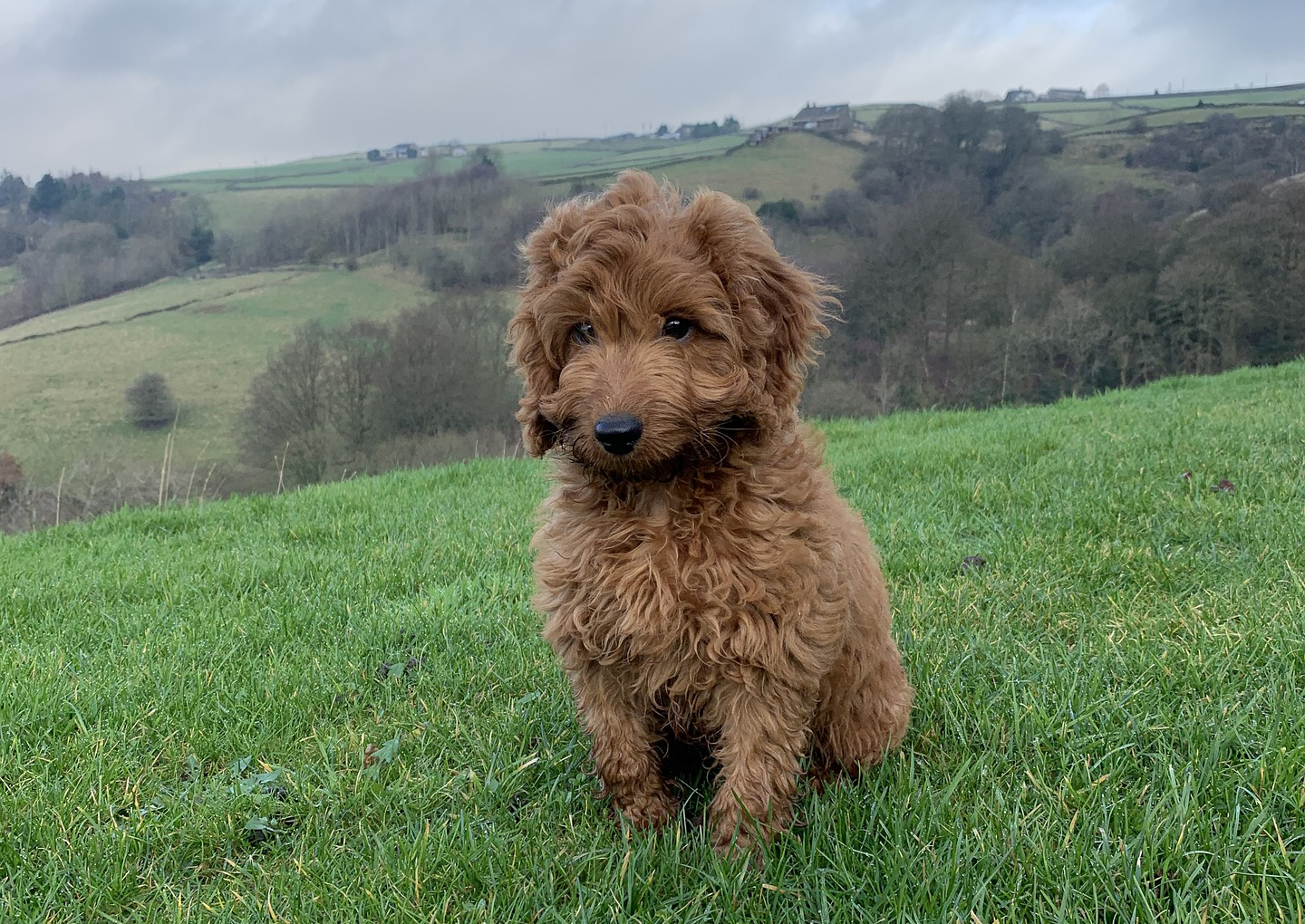 cockapoo sitting on grass