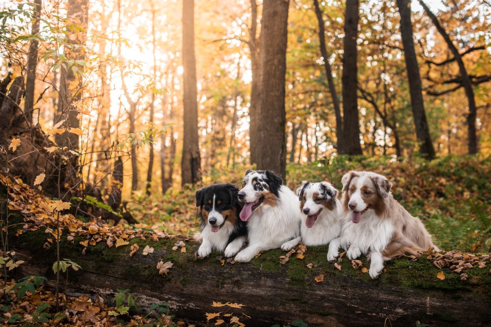 Are Australian Shepherds Good Hunting Dogs? Vet-Reviewed Breed Facts & Characteristics