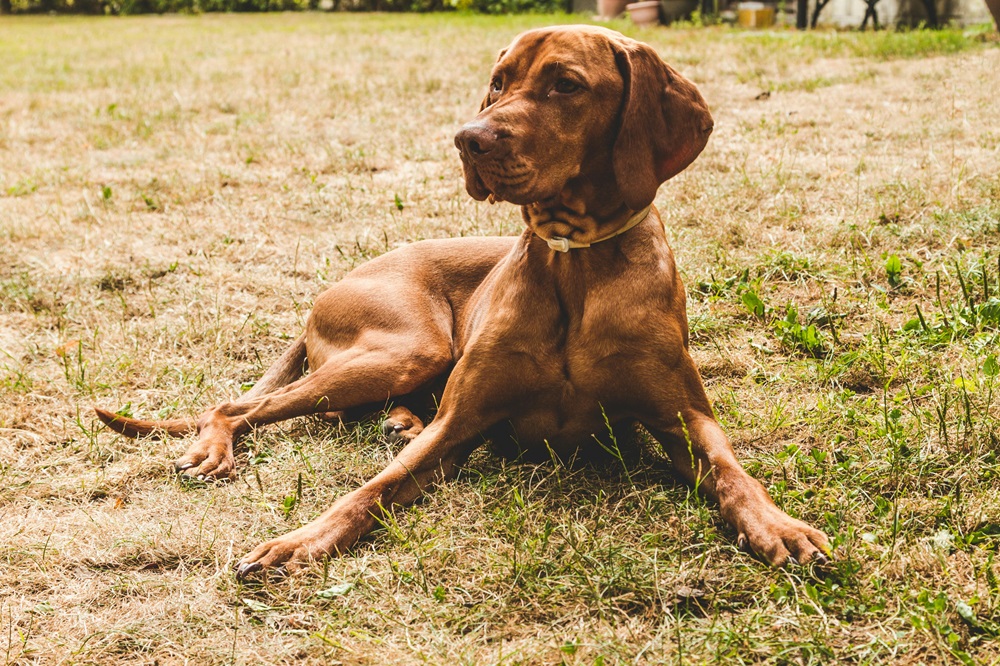 Will a Calming Collar Work for a Dog? Vet-Approved Facts