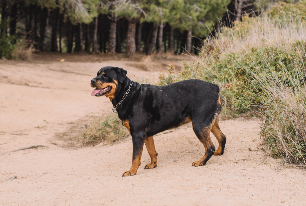 german rottweiler