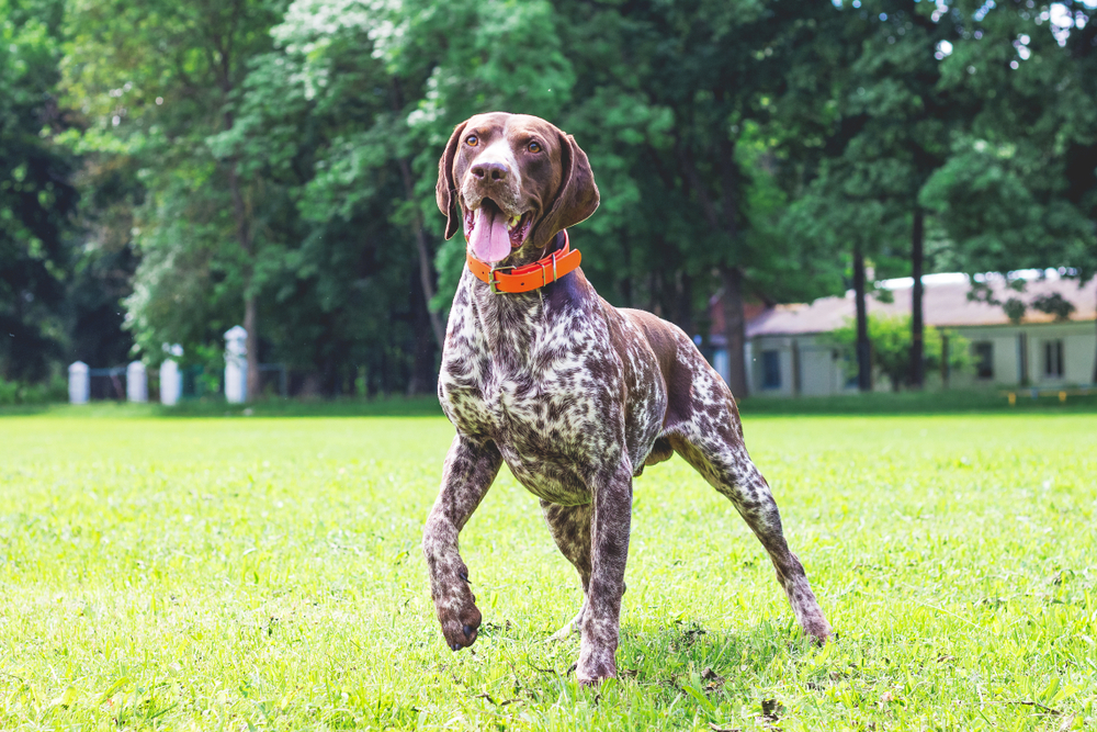 10 Great Off-Leash Dog Parks in New Jersey You Can Visit Today