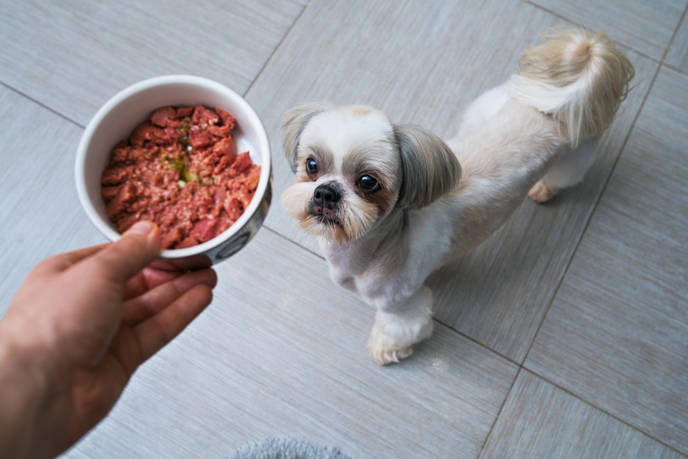 What Meat Is Best for Dogs? Top Types Explained