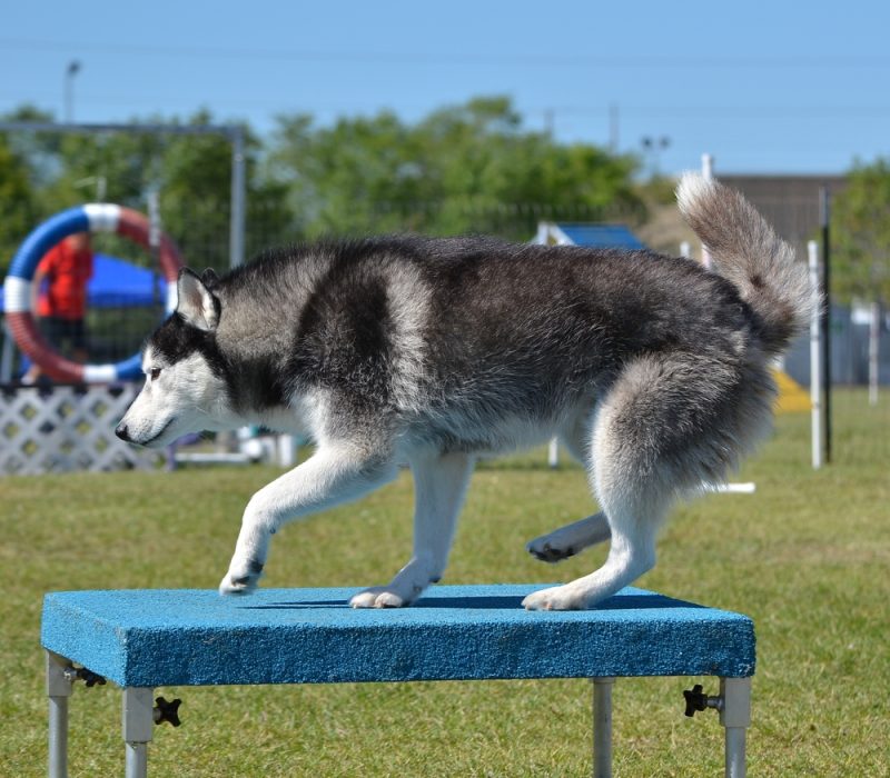 siberian husky on agility pause table