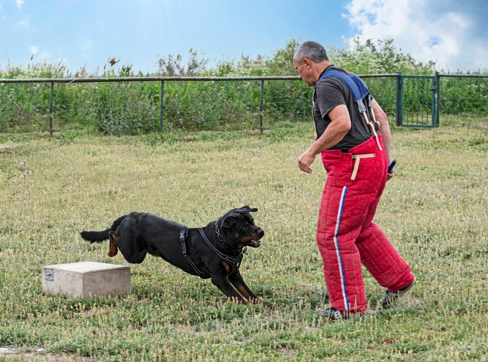 How to Train a Guard Dog: 5 Vet-Approved Steps & Breed Selection Tips