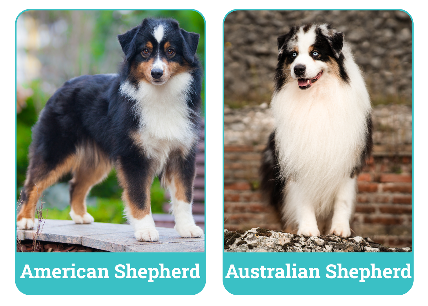 American Shepherd vs Australian Shepherd