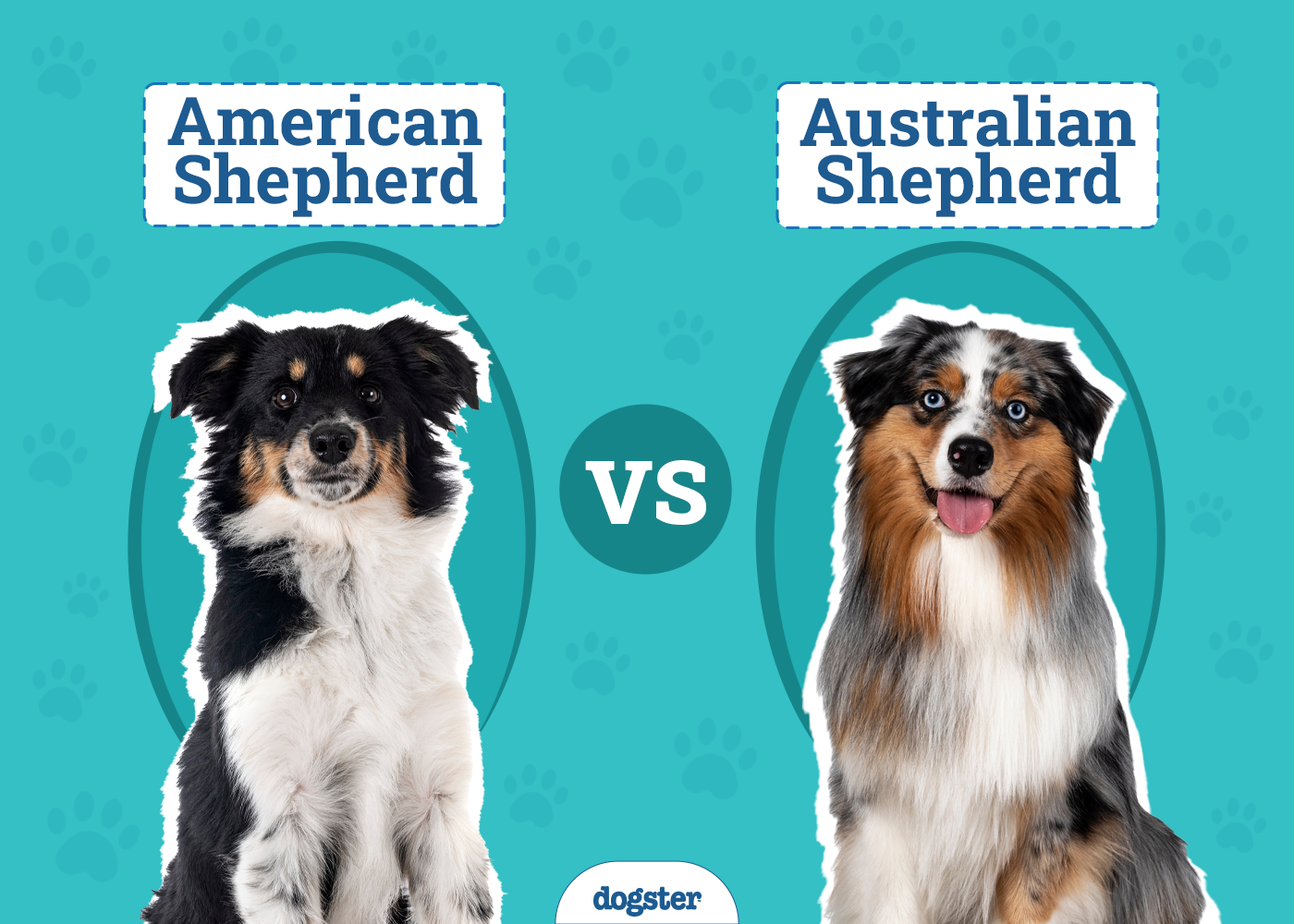 American Shepherd vs Australian Shepherd: The Differences (With Pictures)