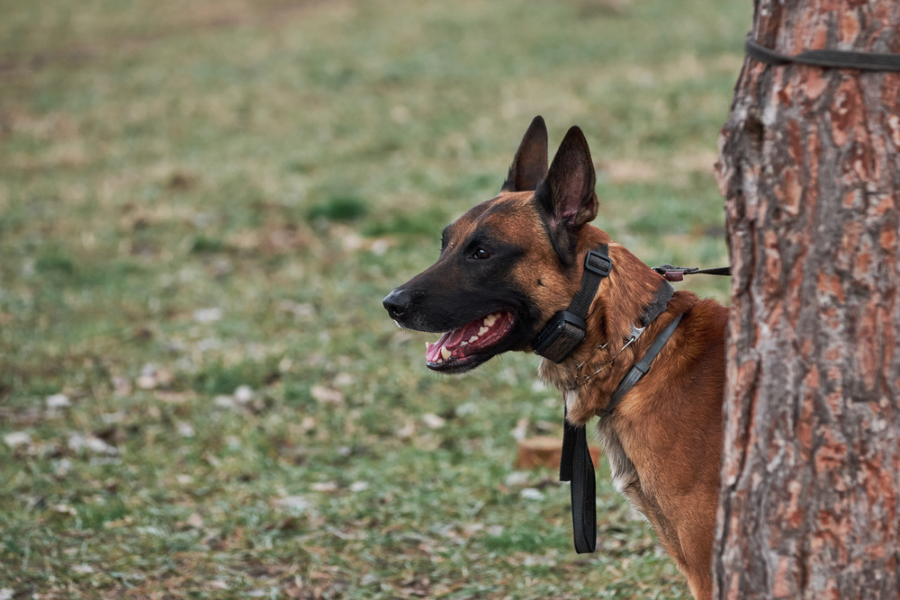 Belgian Malinois tied to a tree
