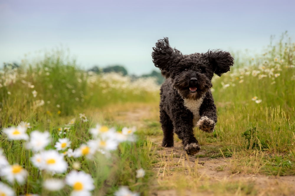 Black and White Cockapoo dog in daisy field
