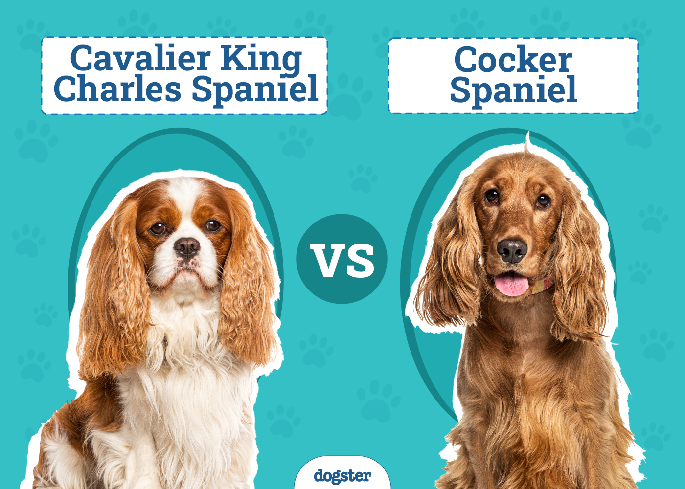 Cavalier King Charles Spaniel vs Cocker Spaniel: Key Differences (With Pictures)
