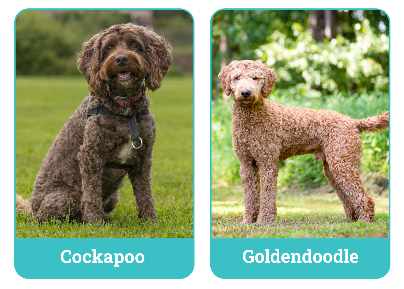 Cockapoo vs Goldendoodle