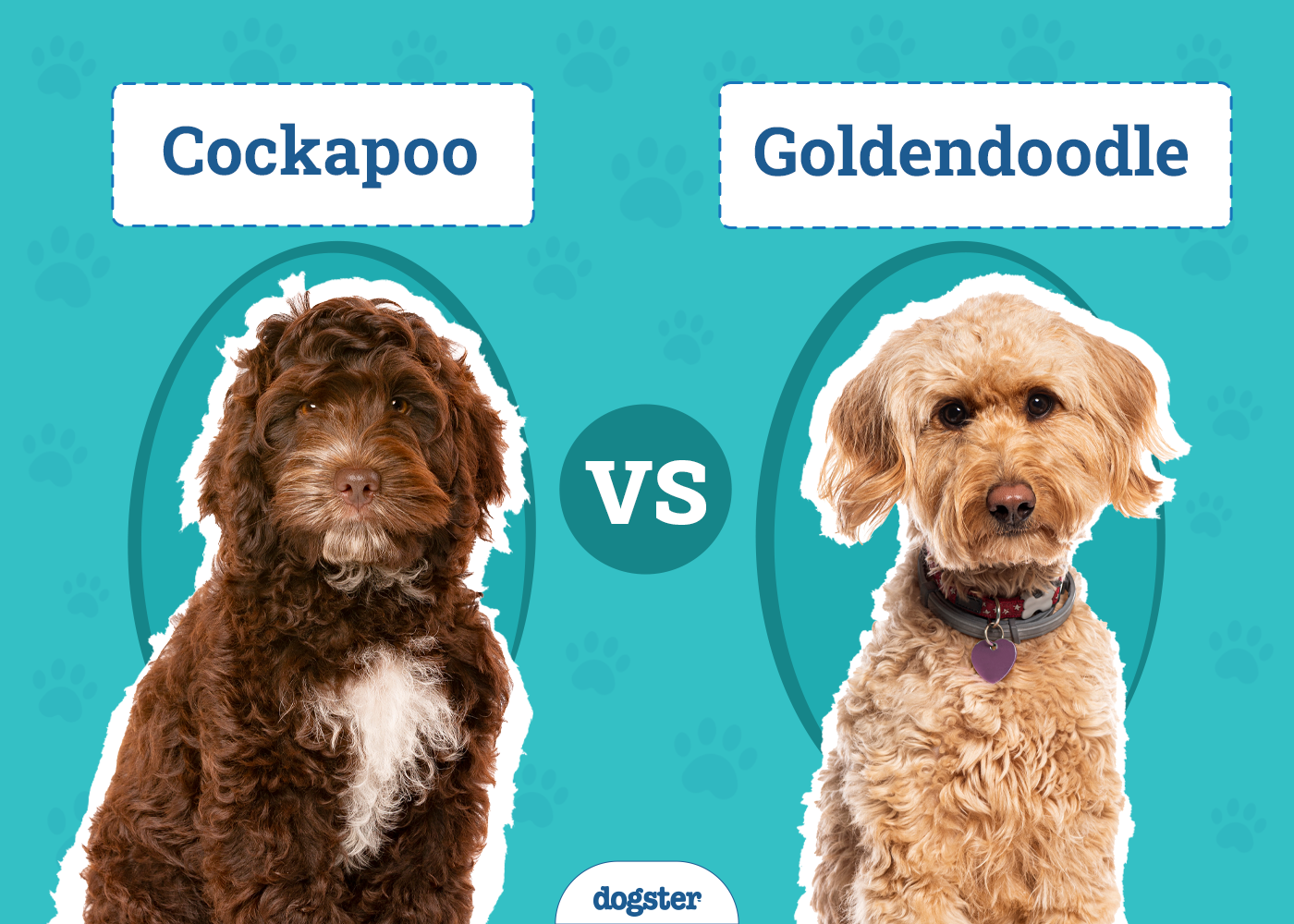 Cockapoo vs Goldendoodle: The Differences (With Pictures)