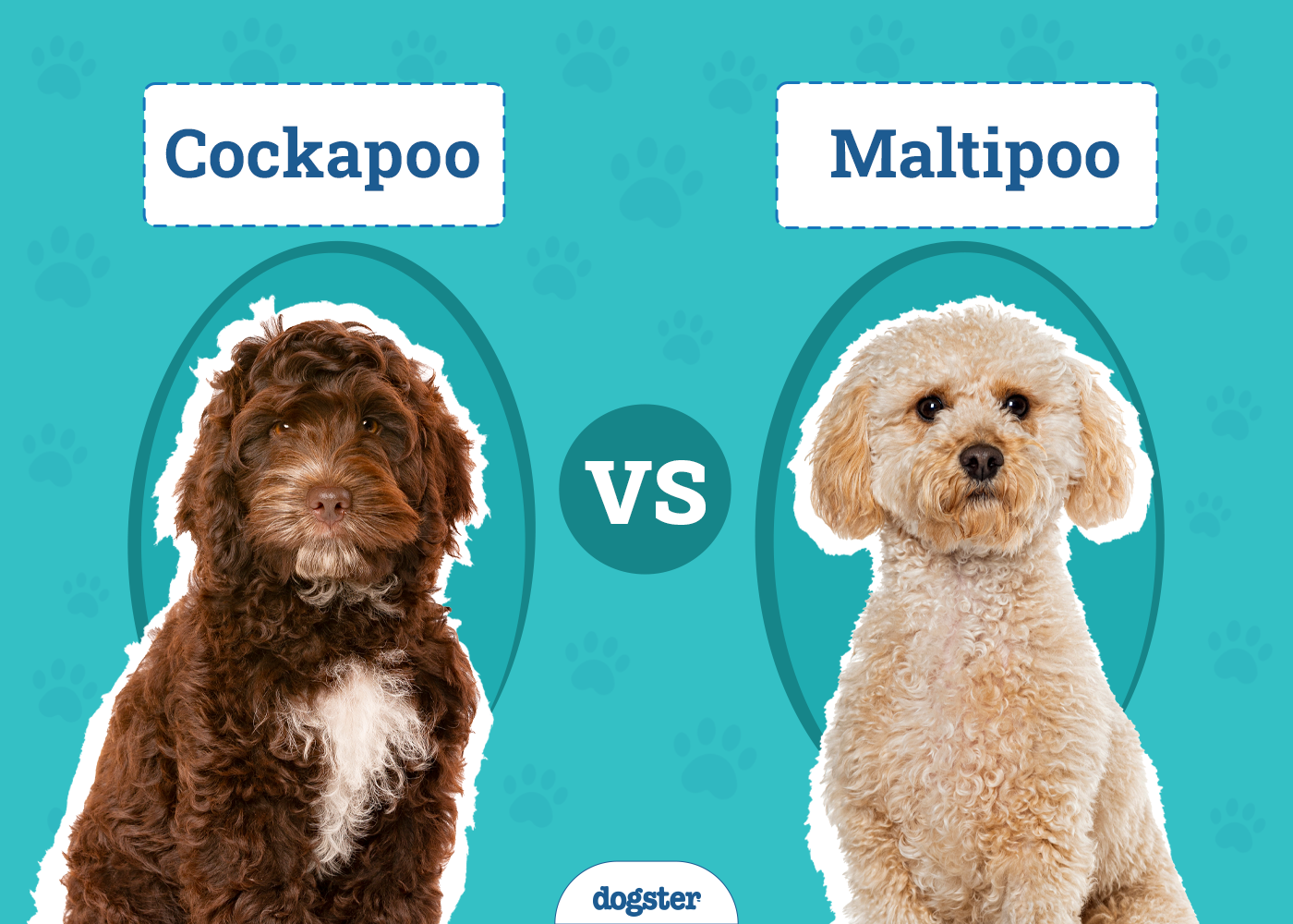 Cockapoo vs Maltipoo: The Differences (With Pictures)